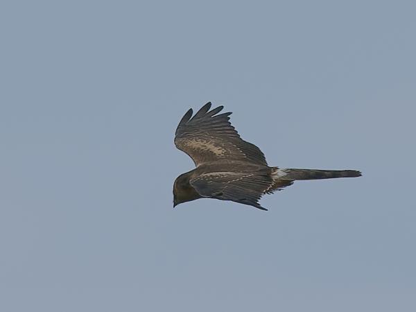 <h3><a href="/trips/tanzania/biota/animalia/chordata/aves/017 accipitriformes/004 accipitridae/circus macrourus/circus macrourus-nl.html">Circus&nbsp;macrourus</a> / Pallid&nbsp;harrier / Steppekiekendief</h3>OM-1 Mark II met OLYMPUS M.150-400mm F4.5, 1/3200 sec  bij F5.6, ISO 200, afstand 97.4&nbsp;m